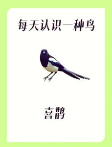 喜鹊：智慧吉祥鸟，中华文化象征