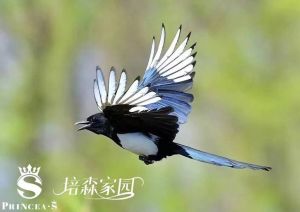 喜鹊进屋：吉祥使者预示好运