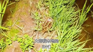 揭秘小鸟挡路：民间寓意与科学解释