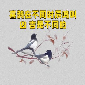喜鹊午时鸣叫吉凶揭秘：探寻神秘预兆与运势