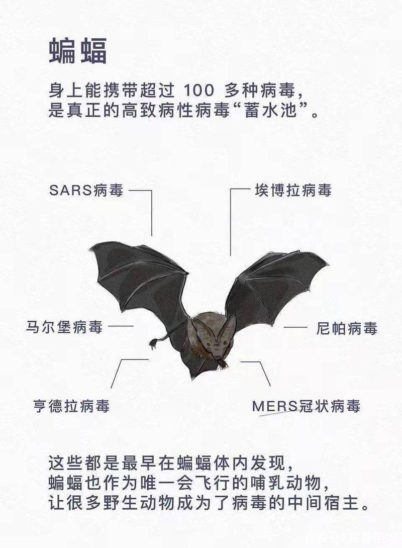 蝙蝠入室：福运还是隐患？科学应对指南