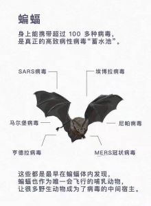 蝙蝠入室：福运还是隐患？科学应对指南