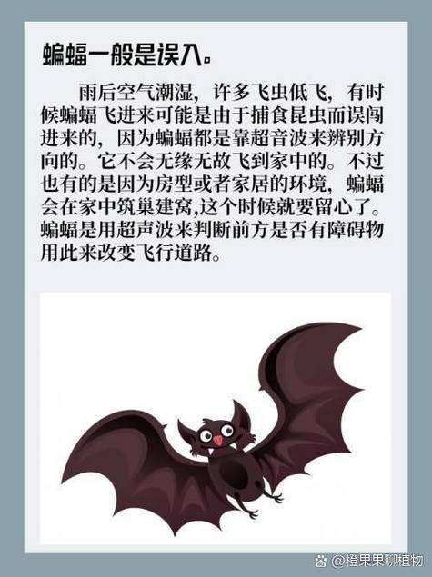 家中蝙蝠驱赶攻略：轻松恢复宁静生活！