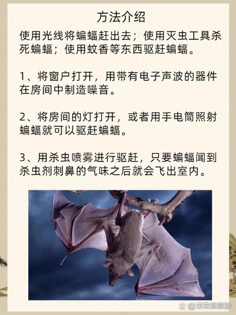 蝙蝠访门：吉凶之谜与文化解码