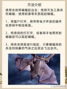 蝙蝠访门：吉凶之谜与文化解码