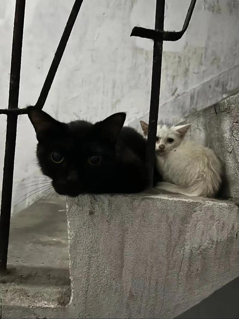 神秘夜邂逅：黑猫凝视背后的秘密