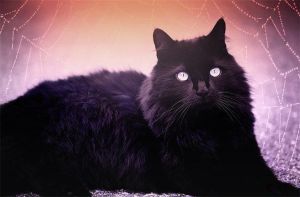 黑猫风水神秘使者与吉凶影响