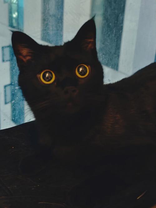黑猫夜行之谜：揭开神秘宠物真实生活