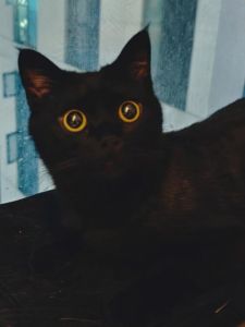 黑猫夜行之谜：揭开神秘宠物真实生活