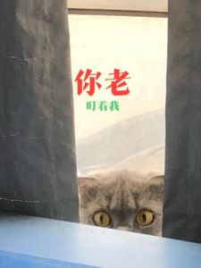 夜猫子遇见猫：女人半夜见猫的神秘吉兆