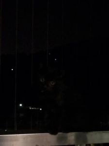 夜遇黑猫：化解神秘预兆，好运秘法大！
