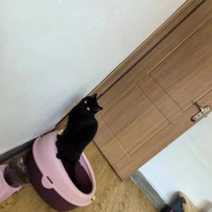 夜晚黑猫兆头：吉祥厄运与神秘缘分