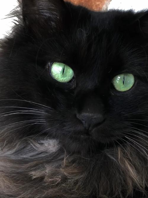黑猫灵性传统观念与科学分析