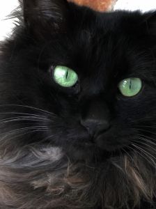 黑猫灵性传统观念与科学分析