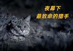 晚上遇见黑猫的禁忌与预兆
