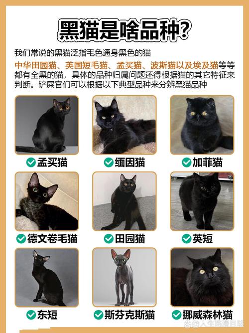 黑猫神秘寓意：招财驱邪，探寻传说与文化