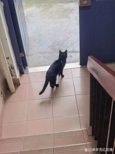 黑猫之谜：民间信仰中的吉凶象征
