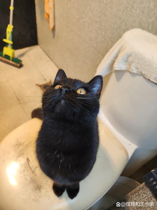 黑猫：传统寓意与神秘影响探秘