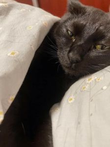 凌晨黑猫之谜：迷信与现实解析