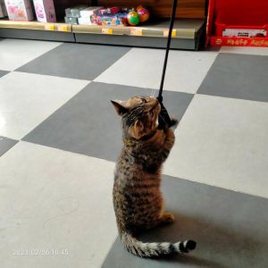 猫咪神秘守护之谜：猫咪与主人的深情纽带