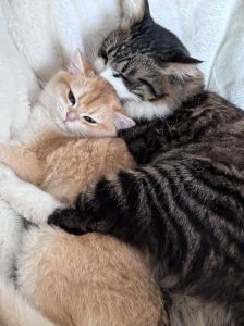 农村俗语背后的真相，猪狗猫头鹰进门预示运势？