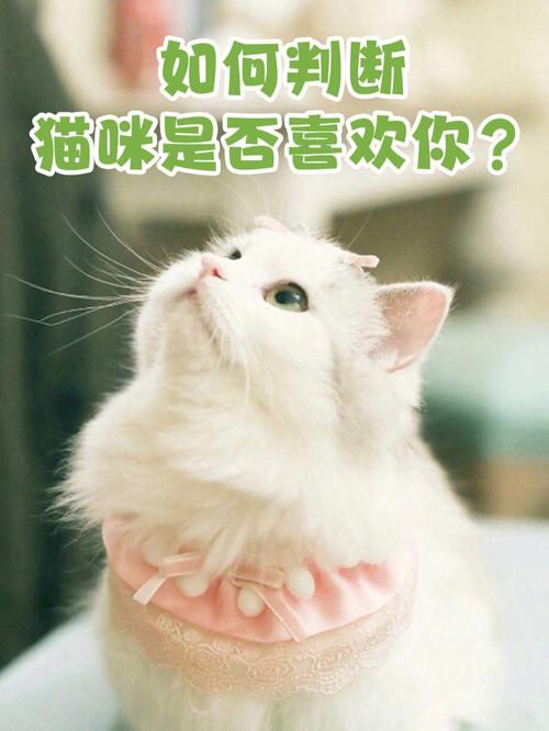 猫咪亲近之谜：阴德缘分与科学真相
