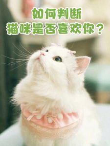 猫咪亲近之谜：阴德缘分与科学真相