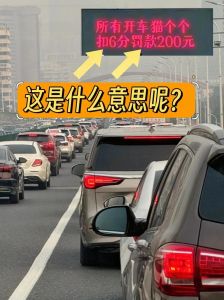 夜间驾驶撞猫：挡灾传说与猫的神秘寓意