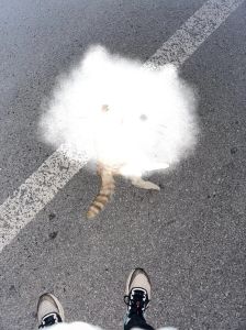 夜间行车撞猫处理与心理调适之道