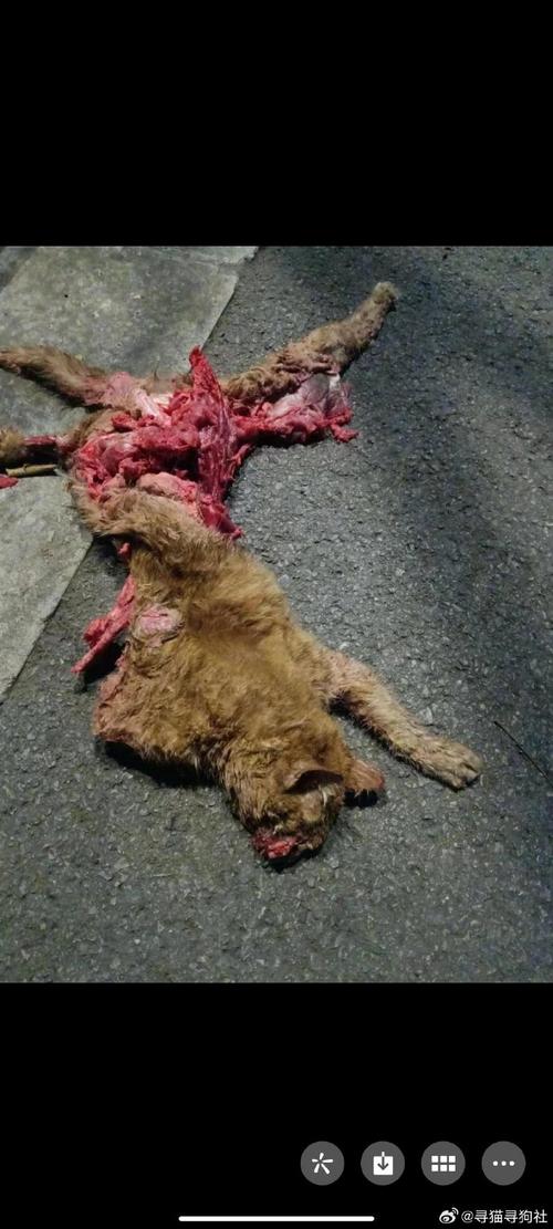 梦境猫影之谜：车底生命寓意解析