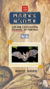 蝙蝠飞进家：吉祥预兆还是神秘连锁？