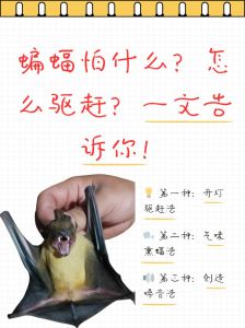 蝙蝠飞入家：吉祥与隐患的奥秘