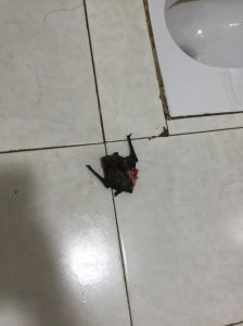 蝙蝠夜行之谜：与人类睡眠共舞的飞行技巧