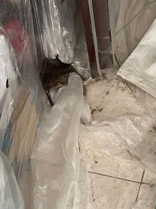 蝙蝠夜闯家中原因驱赶方法及注意事项