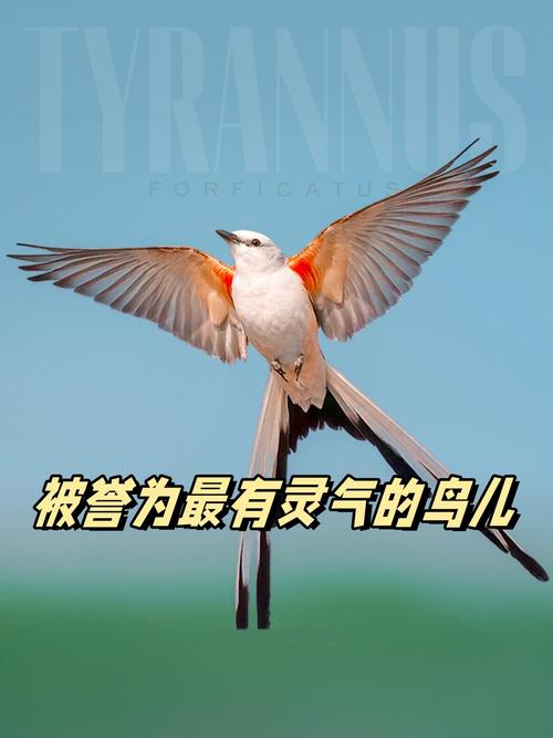 为何小鸟偏爱有灵气之人，探寻人与自然的微妙互动