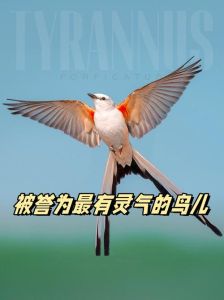 为何小鸟偏爱有灵气之人，探寻人与自然的微妙互动