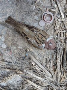 麻雀进屋死亡风水象征与化解方法