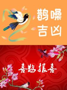 吸引鸟儿的神秘特质：灵性与缘分的奥秘