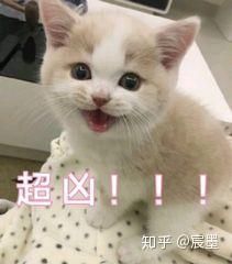 初探知乎：知识宝库的奇妙探险之旅