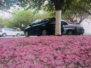 落红见证：男生甜蜜羞涩中的成熟担当