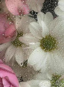 水培花卉养护秘诀：延长家中鲜花美丽时光