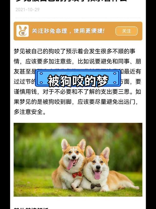 梦境解析：被狗咬的深层含义及心理启示
