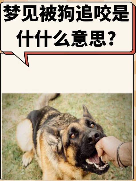 梦境狗的追逐预示什么？