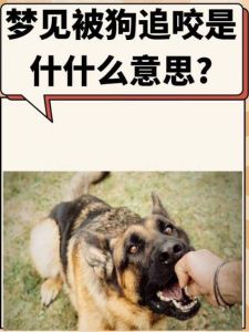 梦境狗的追逐预示什么？
