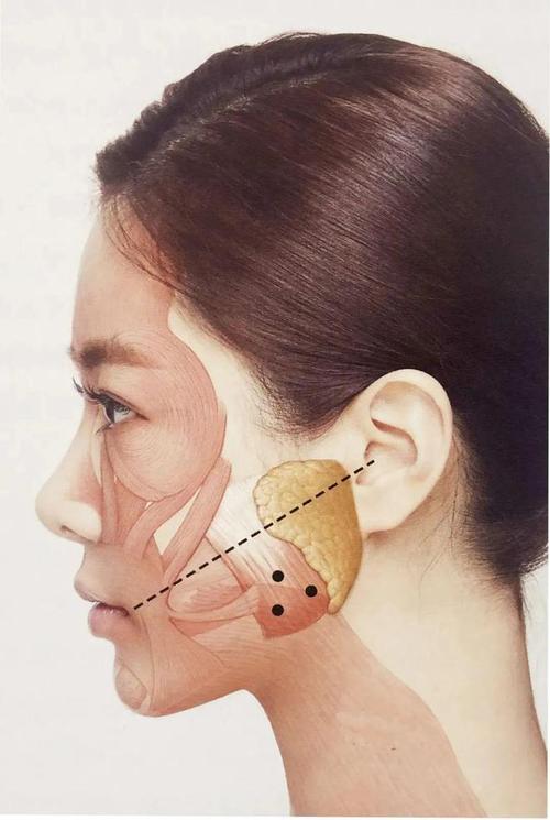 瘦脸针一针小脸变美，效果维持指南