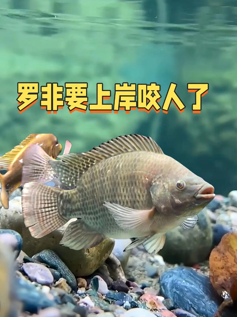 解梦大大鱼扑来预示什么？潜意识探秘