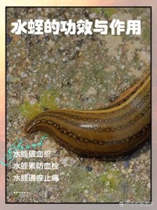 梦境水蛭预示好运还是焦虑？破解生活挑战！
