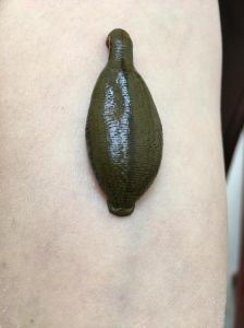 梦见蚂蟥咬身：心理意义与五行奥秘