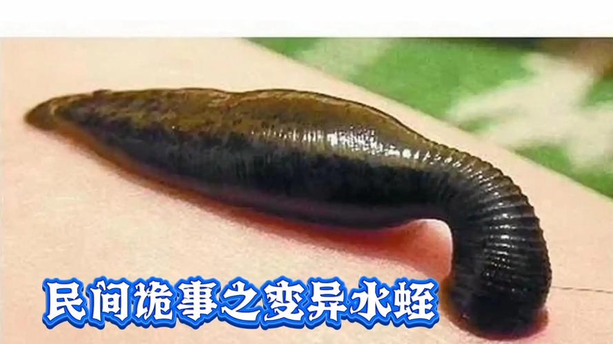 水蛭梦境解析：揭示财务心态与人际关系的暗示