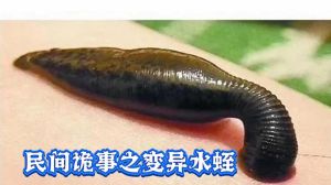 水蛭梦境解析：揭示财务心态与人际关系的暗示